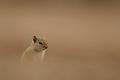 199 - GROUND SQUIRREL HEAD - KRUGER WILLEM - south africa